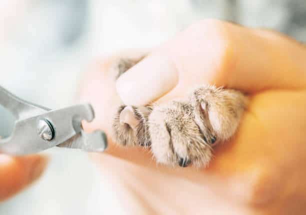 best-cat-nail-clippers