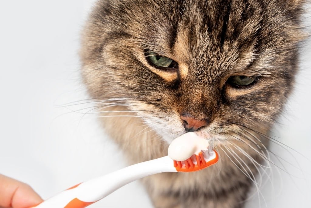 5 Best Cat Toothpaste Tips for Choosing the Right Dental Care