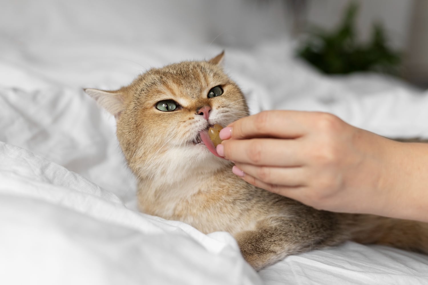 best-probiotics-for-cats