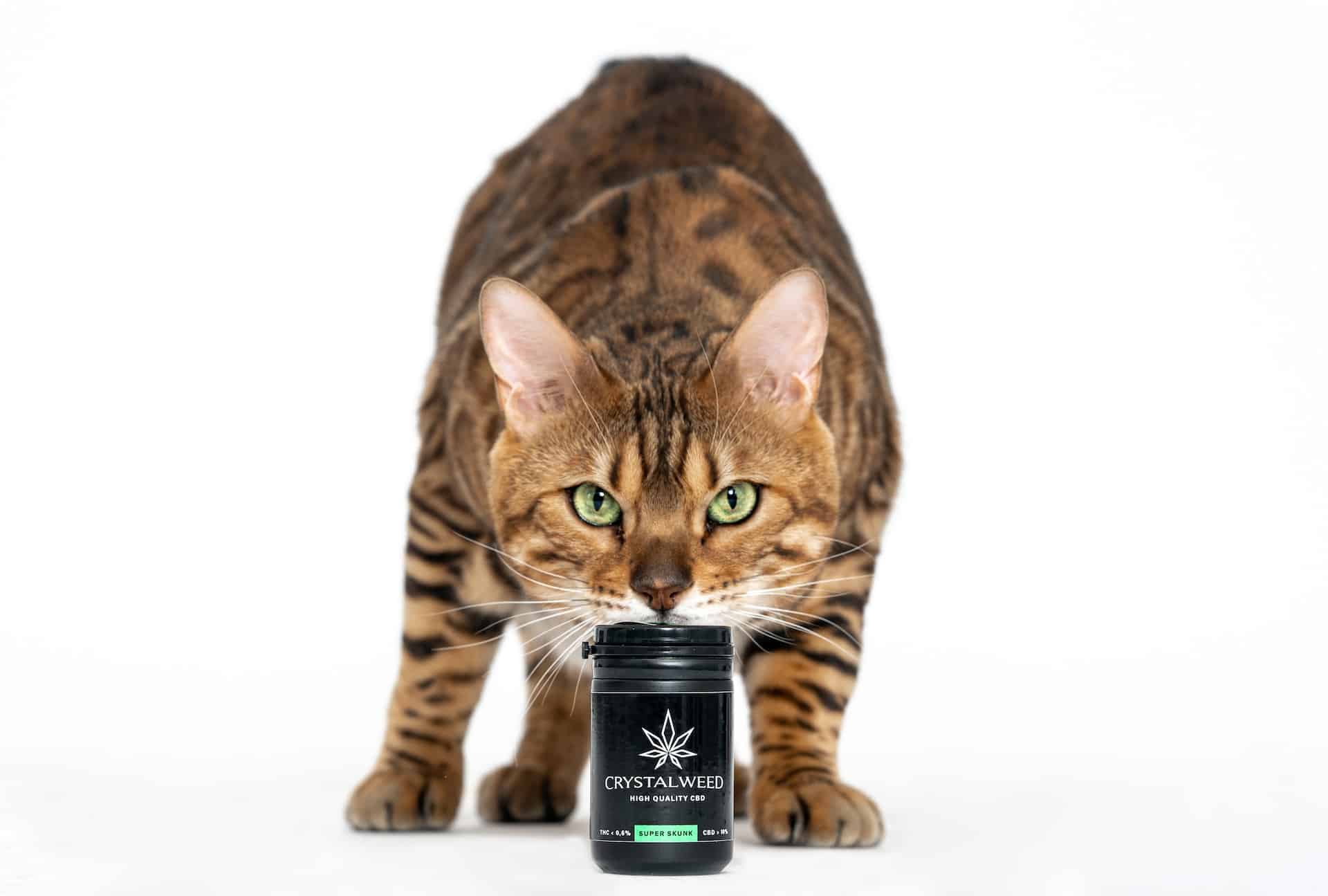 best-cbd-oil-for-cats