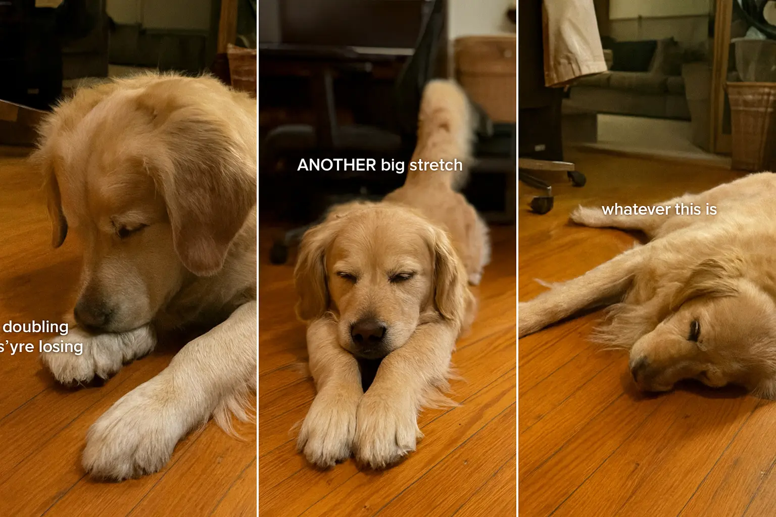 Golden Retriever, Chili, laying down and lazily looking at a small cricket in a viral video.