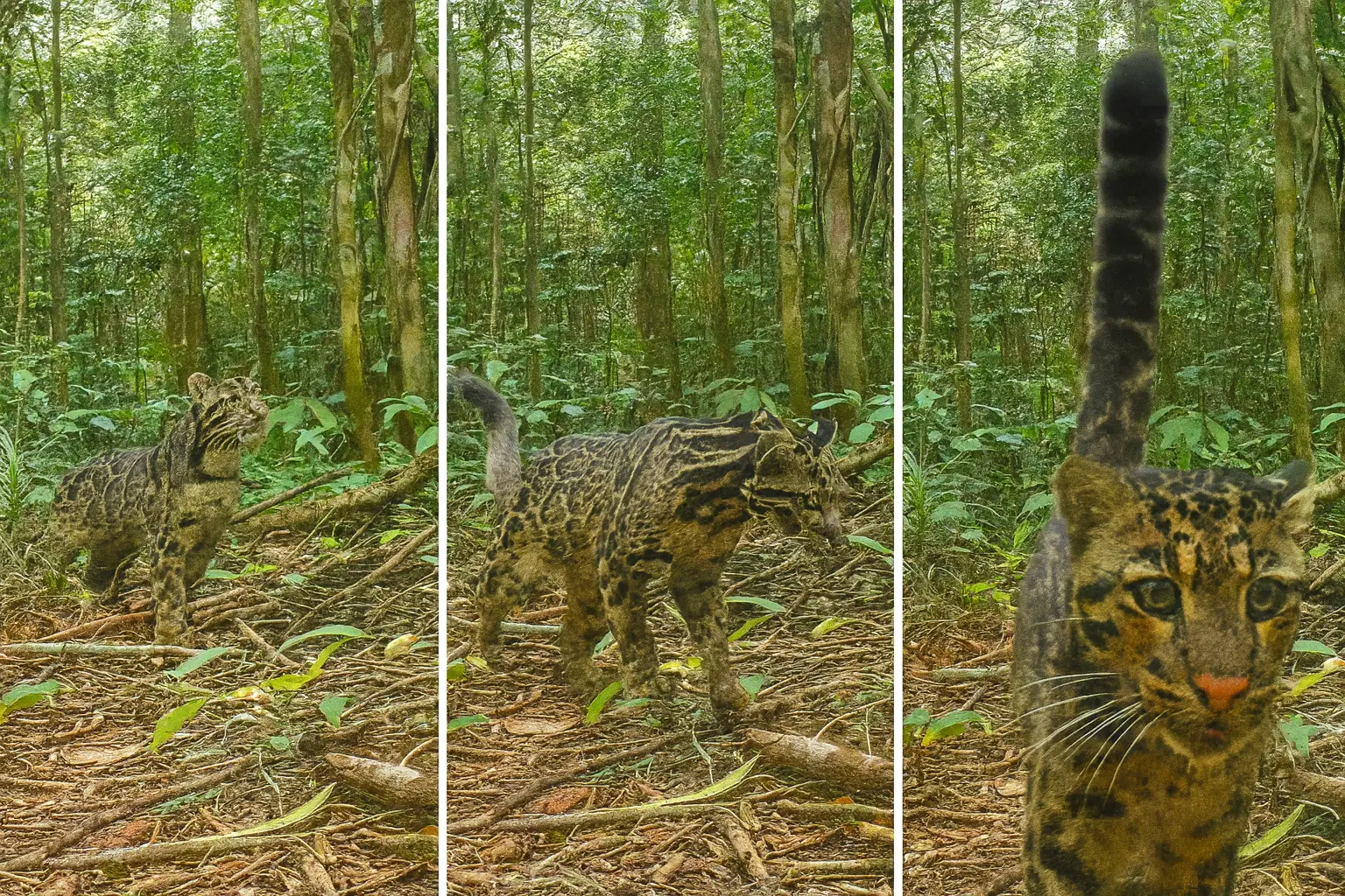 Rare clouded leopard caught on trail camera in dense rainforest — stunning wildlife footage