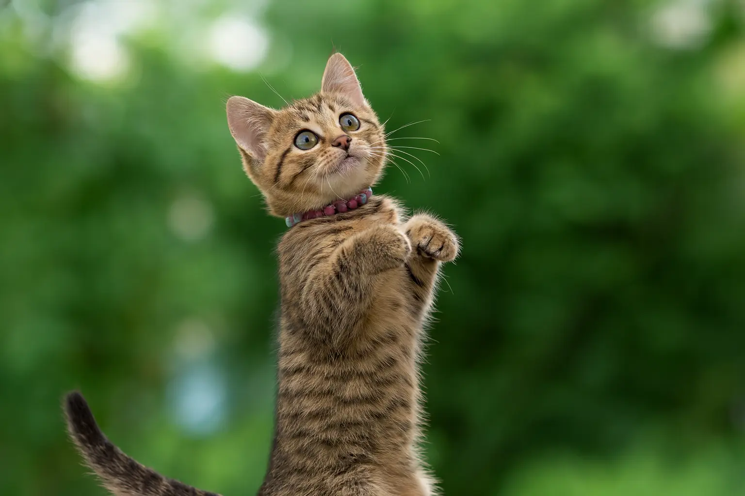 Gray tabby cat in mid-swing on an ironing board, performing a perfect pull-up routine, demonstrating feline athleticism.